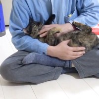 ママの両親が家に遊びに来たら、猫4匹の反応は……？まさかの『可愛すぎる光景』が16万再生「孫を構うおじいちゃんみたい」「乗ったｗｗ」