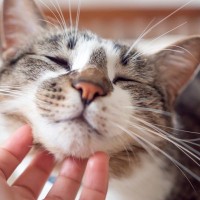 『愛で満たされた猫』だけが見せるサイン4つ　愛されっ子は周りを幸せにする？