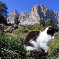 道に迷ったハイカーを救った、神秘の「山岳ガイド猫」　山の守護霊と称えられ　スイス