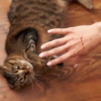 愛猫が『さわると引っ掻いていくる』ときに考えられる3つの理由　さわり方に不満が？