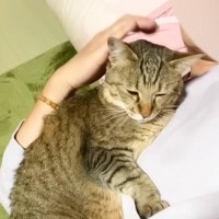 保護してくれたお母さんが倒れたら、元野良猫が……愛情溢れる『まさかの行動』に涙が止まらないと113万再生「深い愛情に涙」「恩返しだね」