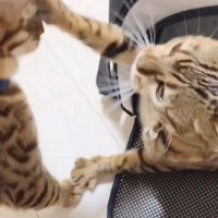普段は仲良しなベンガル猫の夫婦が喧嘩をしてしまって…「1匹になりたいときもあるよね」「手加減してていい子」と21万再生の反響