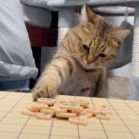 猫と『将棋崩し』をした結果…プロ顔負けの『とんでもないプレイ』が110万再生突破「自分の番を理解してるのが凄い」「前世人間」と驚愕の声