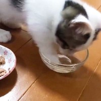 水が上手に飲めない赤ちゃん猫→頑張って飲もうとしたら…可愛過ぎる『大惨事』に爆笑！「アワアワしてる表情ｗ」「お手手びしゃびしゃｗ」