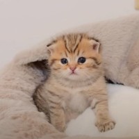 赤ちゃん猫たちに『もこもこのベッド』をプレゼントしたら…『可愛すぎる結末』に悶絶する人続出「心を掴まれた」「癒やされる」