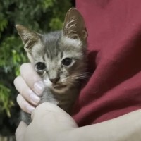 『犬にいじめられていた子猫』を保護して33日間が経過したら…涙溢れる『成長の軌跡』が15万再生の反響「素敵」「ほっこりした」