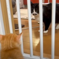 新入りの子猫がやってきたら、温厚な先輩猫が……翌日の『驚きの光景』が話題に　「独特で笑ってしまった」「可愛すぎる」の声