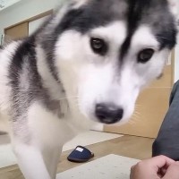 深夜に起こしに来たハスキー犬→ついて行ってみたら…猫の『とんでもない状況』が34万再生「涙があふれてきた」「無事でよかった」