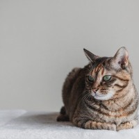 『麦わら猫』ってどんな猫かわかりますか？キジトラとよく似たこの柄の特徴や魅力をご紹介！