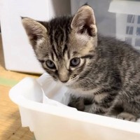 子猫の『トイレトレーニング』してみた結果…涙がでるほど可愛い『一生懸命な姿』が132万再生「泣けてきた」「トイレしてるだけなのに…」