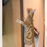 壁によじ登るのが好きな子猫→1年後になると……微笑ましすぎる『上達した姿』が49万再生「歴戦の爪痕が」「たまらなくかわいい」の声