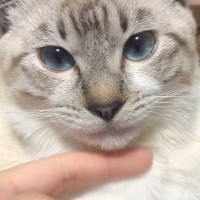 『腹筋とれるくらい笑った』猫の『顎』を撫でた結果…爆笑の表情が68万9000表示「ライオンみたいで可愛いｗ」「ダーーー！！！！！」