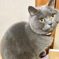 『誰と交換したの…？』猫の体の色と違う『まさかの尻尾の色』が347万表示「取り外し可能かもｗ」「本当に取ってつけたみたい」