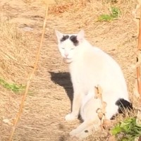 『たすけてください』足を引きずる野良猫が…運命的な出会いの様子に号泣する人続出「胸がいっぱいになった」「涙が止まらない」と80万再生