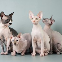 『ヘアレスキャット』と呼ばれる猫種5選とそれぞれの特徴　一緒に暮らすときに気をつけるべきポイントも