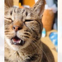 飼い主に名前を呼ばれて嬉しい猫→とんでもなく可愛い『お返事』に笑顔になる人続出「ニャーかと思ったらｗ」「ささやきｗ」と56万再生