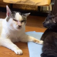 おばあさん猫が『元気すぎる子猫』に絡まれると…まさかの『攻略法』に「年季が入ってないとできない技ｗ」「敵わないねｗ」と41万再生の反響