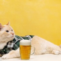 猫に『アルコール』は絶対にダメ！危険と言われる2つの理由と誤飲したときの対処法