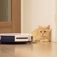 子猫が『ロボット掃除機』と初対面→『想定外』の行動に出て…『躊躇なさすぎる』仕返しに爆笑！「何事にも動じず…ｗ」「最強説ｗ」の声