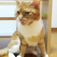 猫が『自分のお尻のニオイ』を嗅いだ結果…まさかの『ものすごい顔』が24万再生「長いなーｗｗ」「わさびのツーンみたいな？ｗ」 爆笑の声