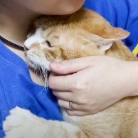 保護した野良猫を抱っこしていたら、先住猫が…『素敵な行動』に思わず涙する人続出「泣けた」「なんて素晴らしい光景」と8万7000再生