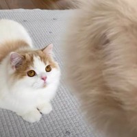 「同族嫌悪ｗ」長毛猫に『謎のモフモフ』を見せてみたら…想定外すぎる『突然の行動』に爆笑「投げ方豪快すぎｗ」「想像以上」と64万再生