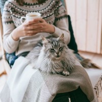 『抱っこや膝に乗るのが異様に好きな猫』対策3選　無限抱っこをせがまれる飼い主さんを助けるアイデア