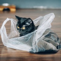 猫が『ビニール製品』を噛みたがるワケ5選　やめさせたほうがいい理由と、対処法も