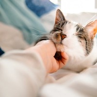 猫が『撫でられるとウットリする体の部位』4つ　愛猫がとろける、極上の撫で技もご紹介