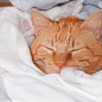 猫が『洗濯物が大好き』な4つのワケ　畳んだ洗濯物の上でゴローン…阻止する方法は？