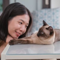 猫に『赤ちゃん言葉』で話しかけるのがいいと言われる4つの理由　優しさが伝わりやすい？