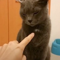 「弱点？」猫の胸元にある白い部分をツンツンした結果…思わず吹き出す『表情の変化』に「顔怖すぎｗｗｗ」「殺る気スイッチ」と16万再生突破