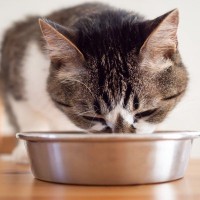 猫の健康を考えるなら与えたくない『危険なキャットフード』特徴3選とその理由