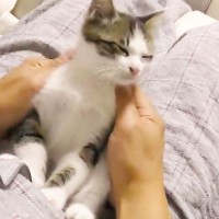 『マッサージ機』でくつろぐ父→『子猫』が膝に乗って来て…まさかの『癒やしすぎる光景』が29万再生「なんだこの天使…」「うらやまし過ぎる」