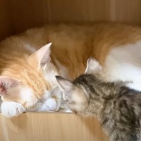 寝ている先輩猫の隣が空いていたら、子猫が……思わず和む『心温まる光景』に「優しい世界」「幸せな気持ちになった」と反響続々