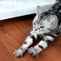 『猫はなんて鳴く？』と質問した結果…まさかの『衝撃的な回答』が212万再生「もはや人」「オワコンとか覚えそうｗ」と驚きの声続出