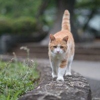 街のセレブ猫に「自由市民」の称号が授与される！市内どこでも出入り自由　マン島