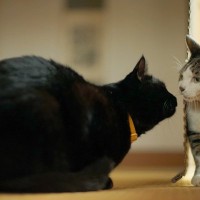 猫を多頭飼育するなら…『猫たちの年齢差』について考えておきたい5つのこと