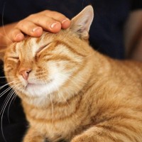 猫があなたのことが『好きで好きでたまらニャい』5つのサイン　愛をお返しするには？