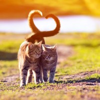 猫の『しっぽ』が教えてくれる愛猫のホンネ5選　動きや角度に秘められた“メッセージ”とは？