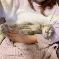 『お腹が張ってぐったりする子猫』心配になり夜間病院に急いだら…"まさかの診断結果"が408万再生「夜中に声出た」「一番幸せすぎるｗ」