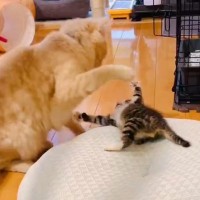 先輩に勝負を挑み敗北した子猫→飼い主のほうを向くと…11万人のハートを奪った『可愛すぎる報告』が667万表示「癒やされた」「優しい」