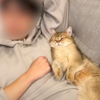 『完全に人間の赤ちゃん』パパ大好きすぎる猫の行動が……反則級に可愛い『超甘えん坊な姿』に羨望の声続出「どんな徳を積めば」「羨ましい」