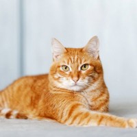 愛猫があなたをじっ…『アイコンタクト』を取るときの意味3選　見つめ返してもいいの？