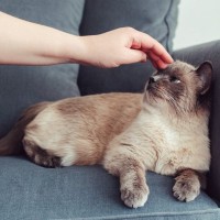 あなたは愛猫に嫌われていない？猫が『ニガテな人には絶対にしない』3つの行動