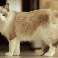 『ポイントカラー』ってどんな柄？特徴やルーツ、よく見られる5つの猫種など徹底解説