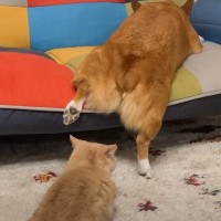 ソファに登りかけの状態で寝ていた犬を発見→隣に移動した『猫』が…衝撃的に可愛い『まさかの光景』が44万再生「ポーズがｗ」「幸せすぎる」