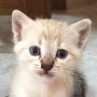 母親に育児放棄されてしまった子猫を保護→『5年後』の様子が……現在の姿に感動の声続出「大きくなったね」「愛してくれてありがとう」