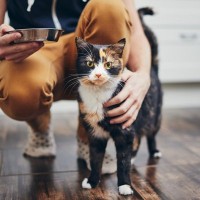 猫のごはんを出しっぱなしはよくない？『置き餌』が危ないと言われる3つの理由