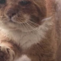 極寒の中ドアを引っ掻き助けを求める野良猫…感染症の治療も乗り越え暖かな環境をゲット♪